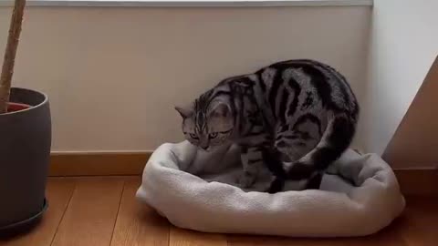 DIY bed for pet