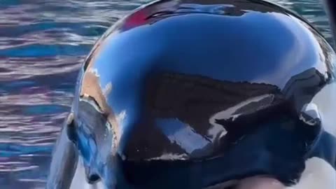 The One Crazy Species That Truly RIVALS Orcas! 🐬