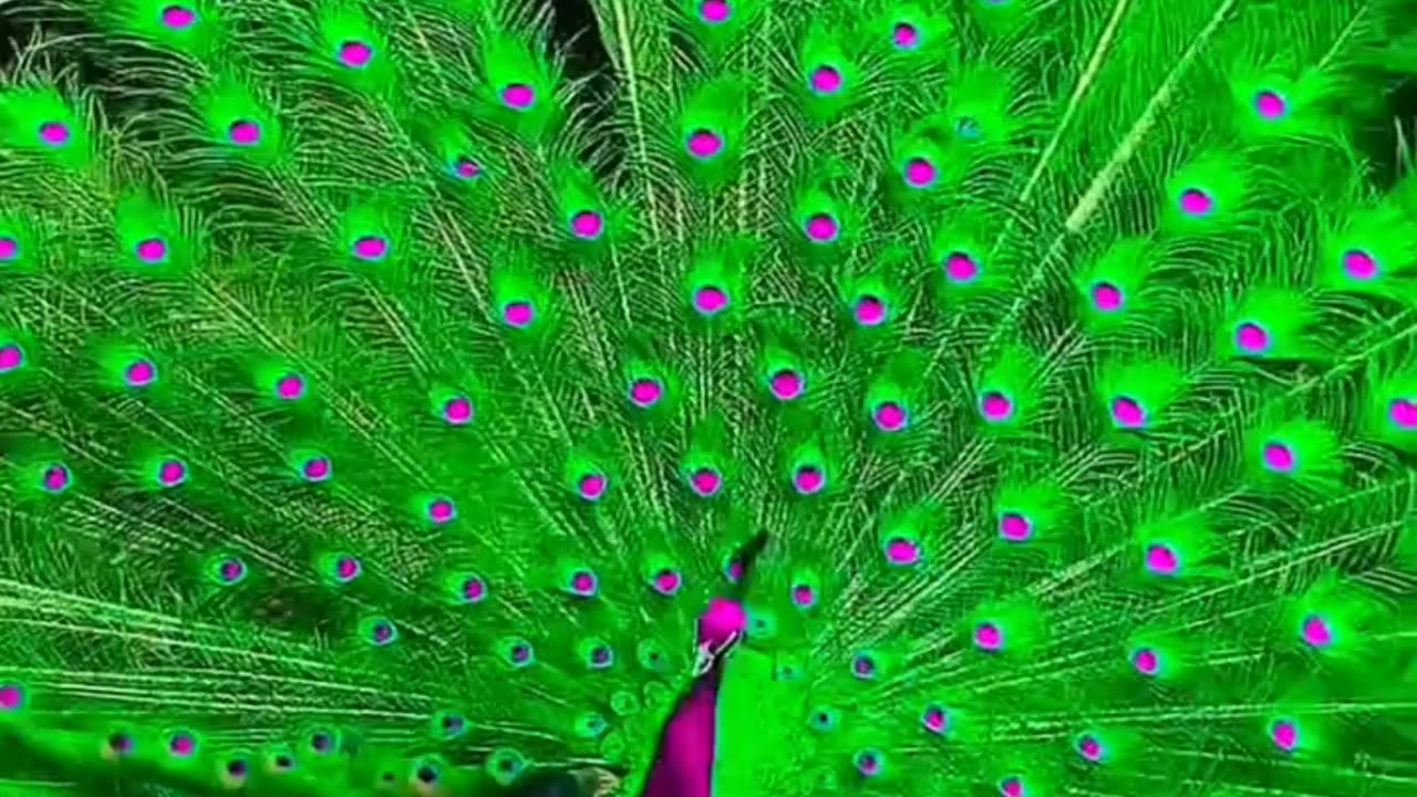 Colourful Peacock Birds Animals Videos For Kids