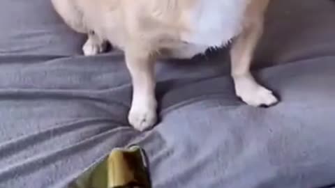 Top fanny puppies