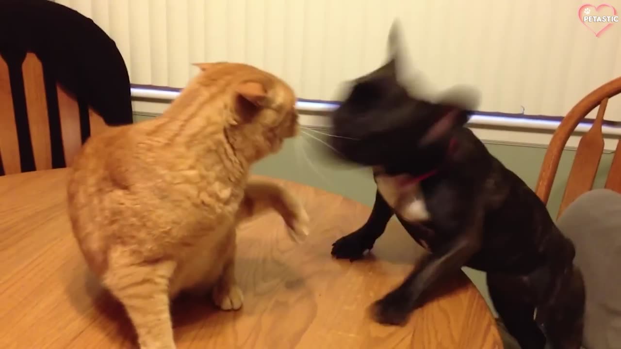 Cats and Dogs Fighting Video Compilation for Your Laughter