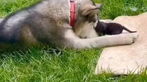 Mom cat introduces her brother dog, her tiny cat