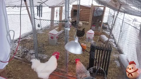 Chicken Live Stream