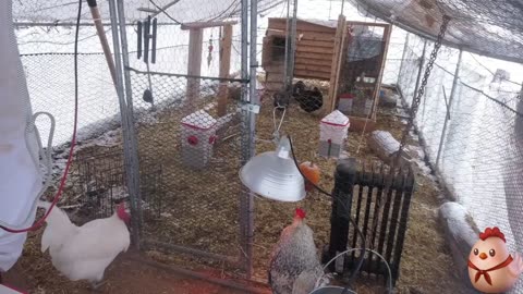 Chicken Live Stream