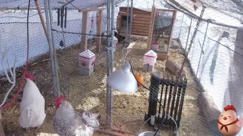 Chicken Live Stream