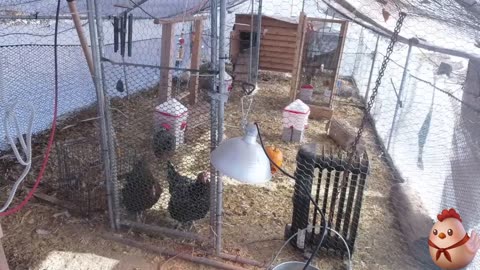 Chicken Live Stream