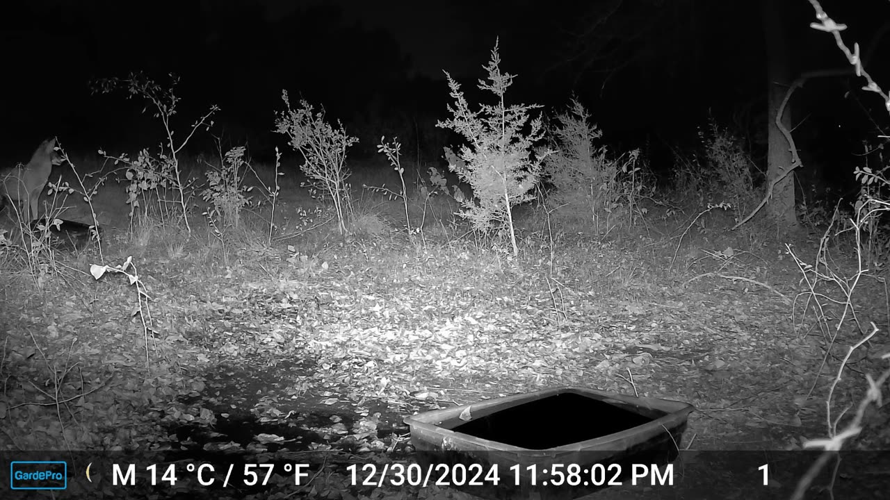 Coyote Drags Water Tub 9 (2Fer)