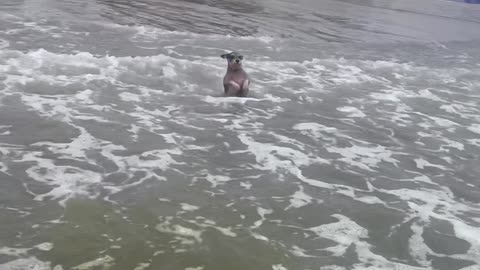 Terrier Stands In Surf On Beach