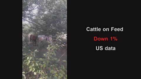 United States Cattle on Feed Down 1%