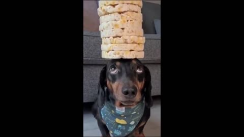 Funniest Cats and Dogs Memes Try Not to Laugh