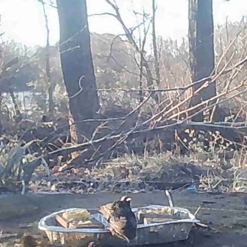 EA S131 - Yet More Birds