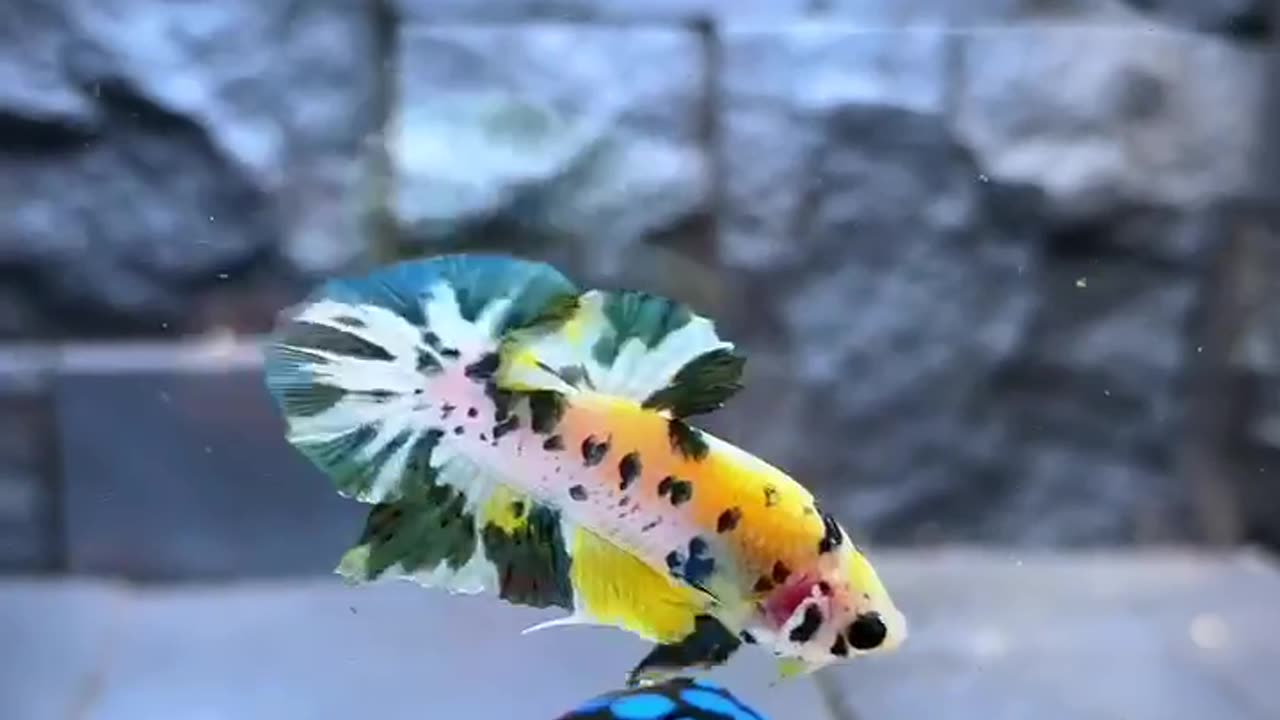 Betta Fish - Yellow Koi Copper