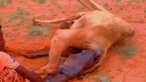 Camel attacked her midwifery