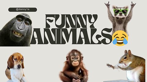 Animals Getting Shocked with Funny Sound Effects!!