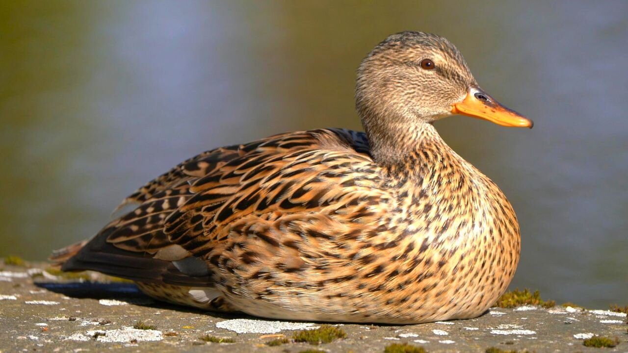 Female Gadwall Duck Sitting on a Rock Taking in the Sun