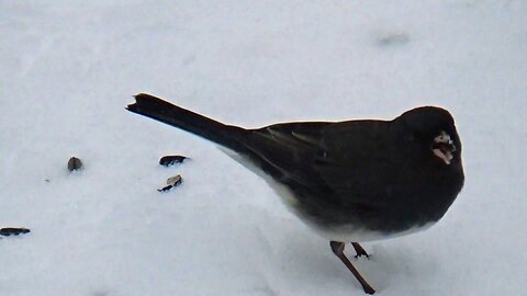 Dark-eyed junco