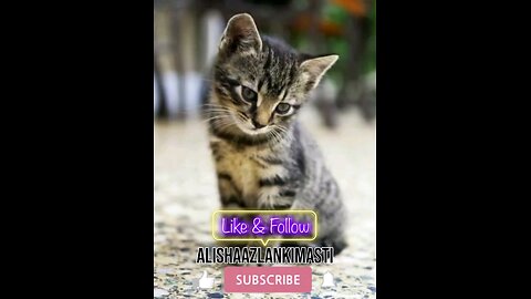Cat singing #cat #cats #catsagram #catlove #family #follow #viral #animal #hashtags #happy #satisfy