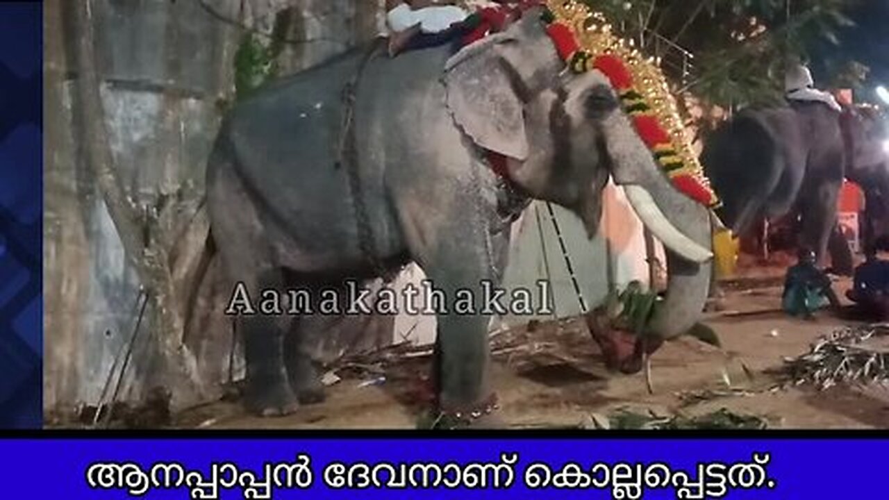 ആനയെ ലോറിയിൽ നിന്നും ഇറക്കുന്നതിനിടയിൽ ആനപ്പാപ്പാൻ കൊല്ലപ്പെട്ടു _ chathapuram babu elephant