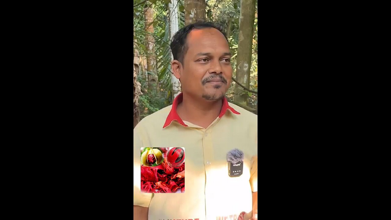 Jaifal medicinal fruit in India.