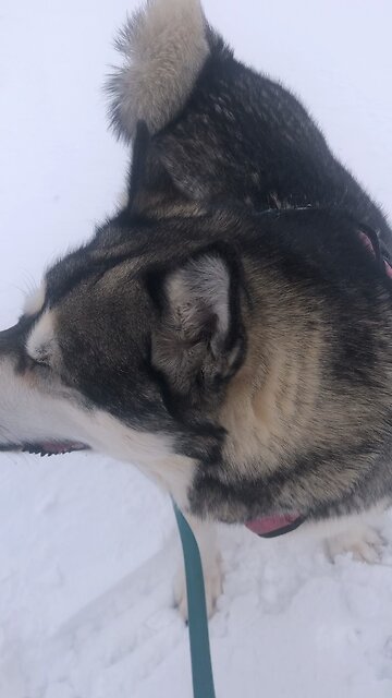 Sunday January 26, Love your enemies