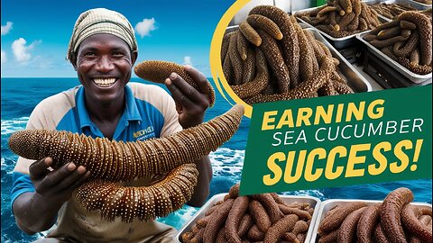 Sea Cucumber Farming: How Fishermen Earn Millions from Catching & Processing