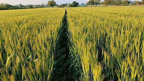 WHEAT FARMING IN INDIA // Gehu ki kheti // मोटा पैसा कमाओ गेहू की खेती से