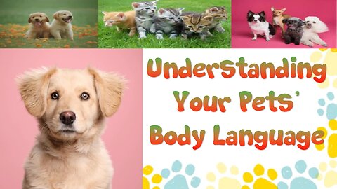 Understanding Your Pet’s Body Language