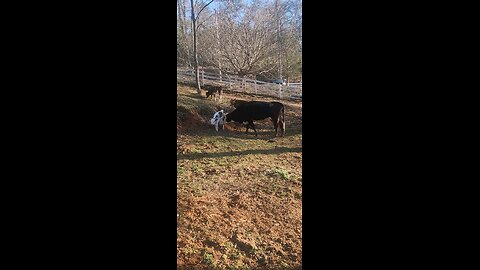 Baby heifer calf.