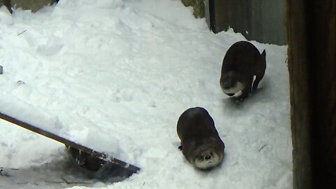 River Otters