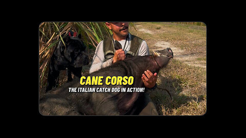 Cane Corso working kennel - Wild Boar Hog hunting dogs