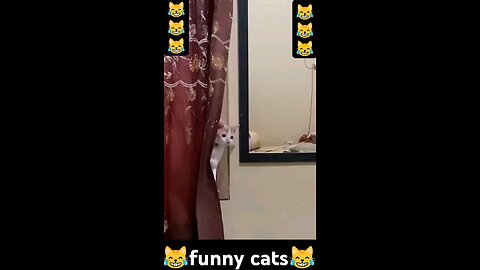 funny cat