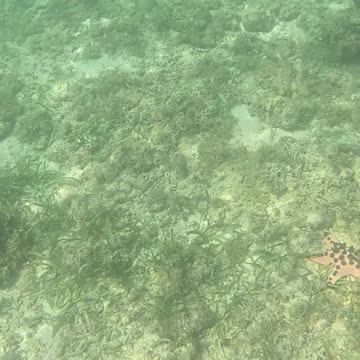 Afternoon Snorkeling