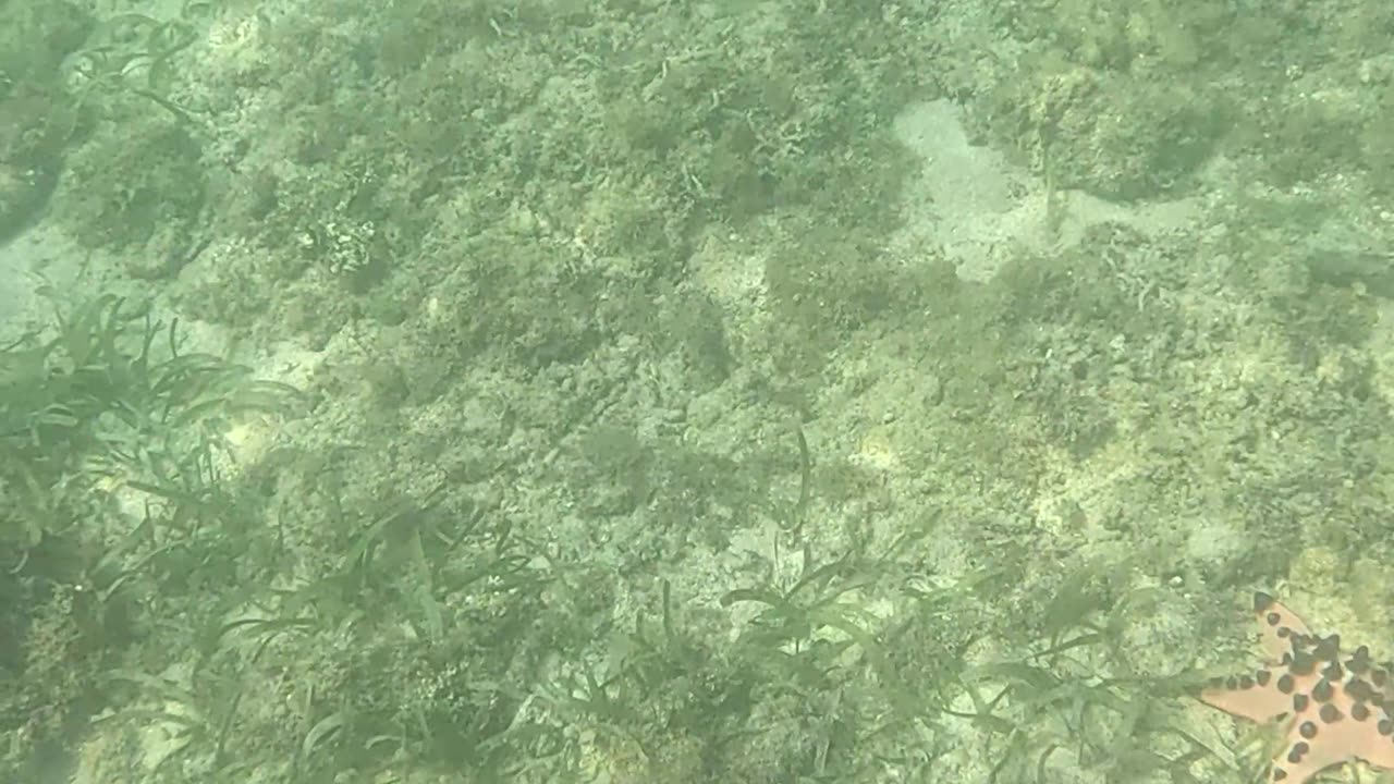 Afternoon Snorkeling