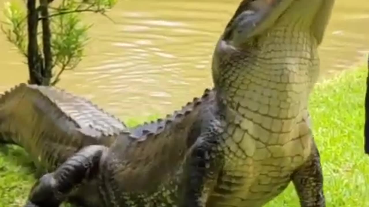 Funny animals