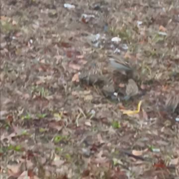 Sparrows eating.