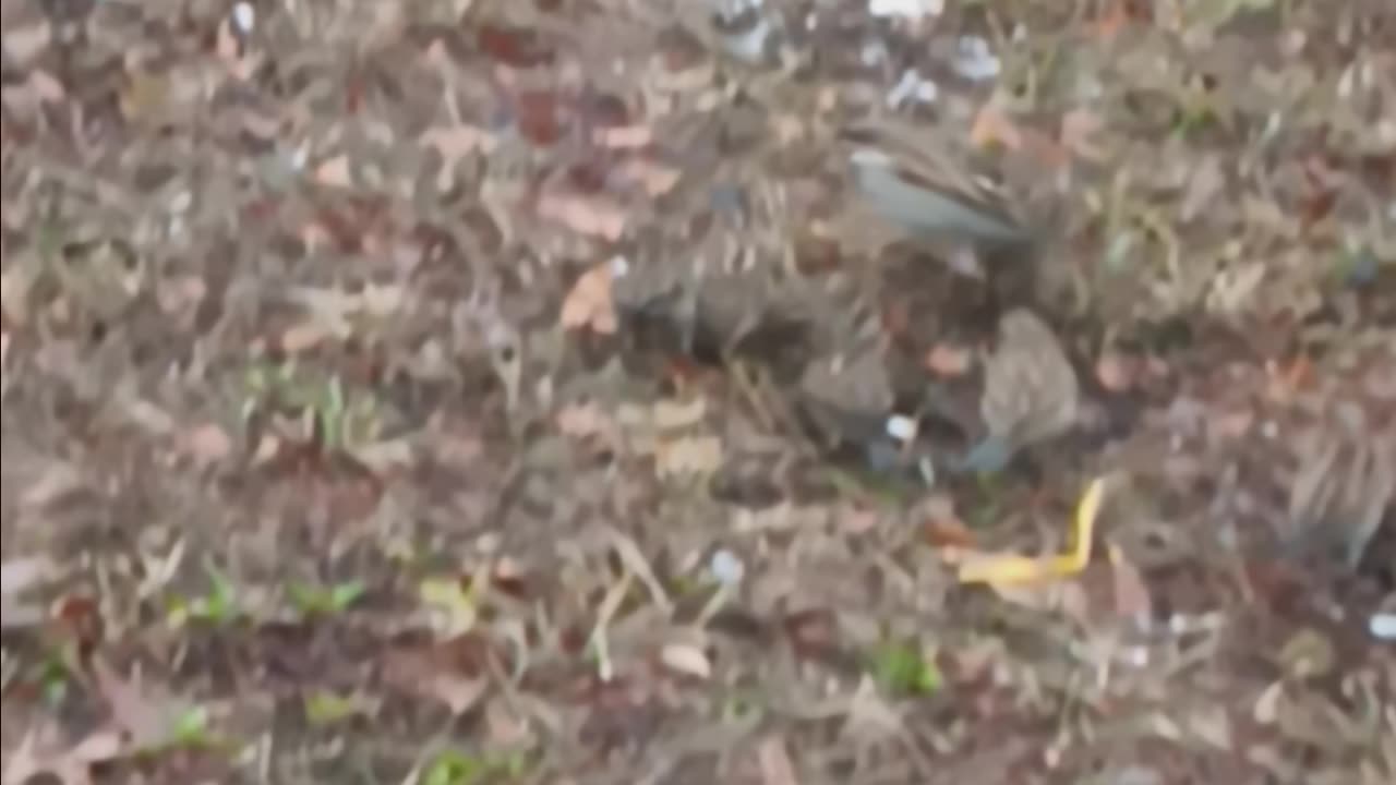 Sparrows eating.