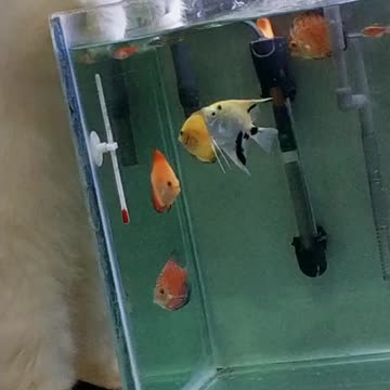 Funny Cat Video 42 - thirsty cat