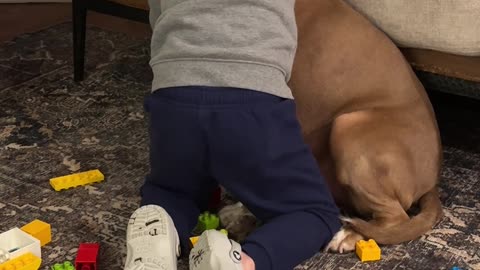 Sweet Grandson Comforts Scared New Rescue Dog