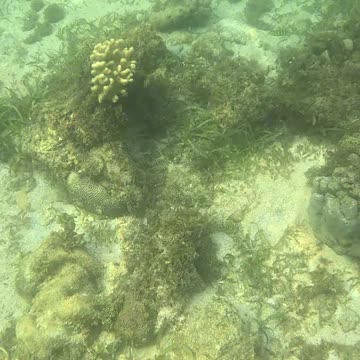 Morning Snorkeling Adventure: A Dive into Serenity