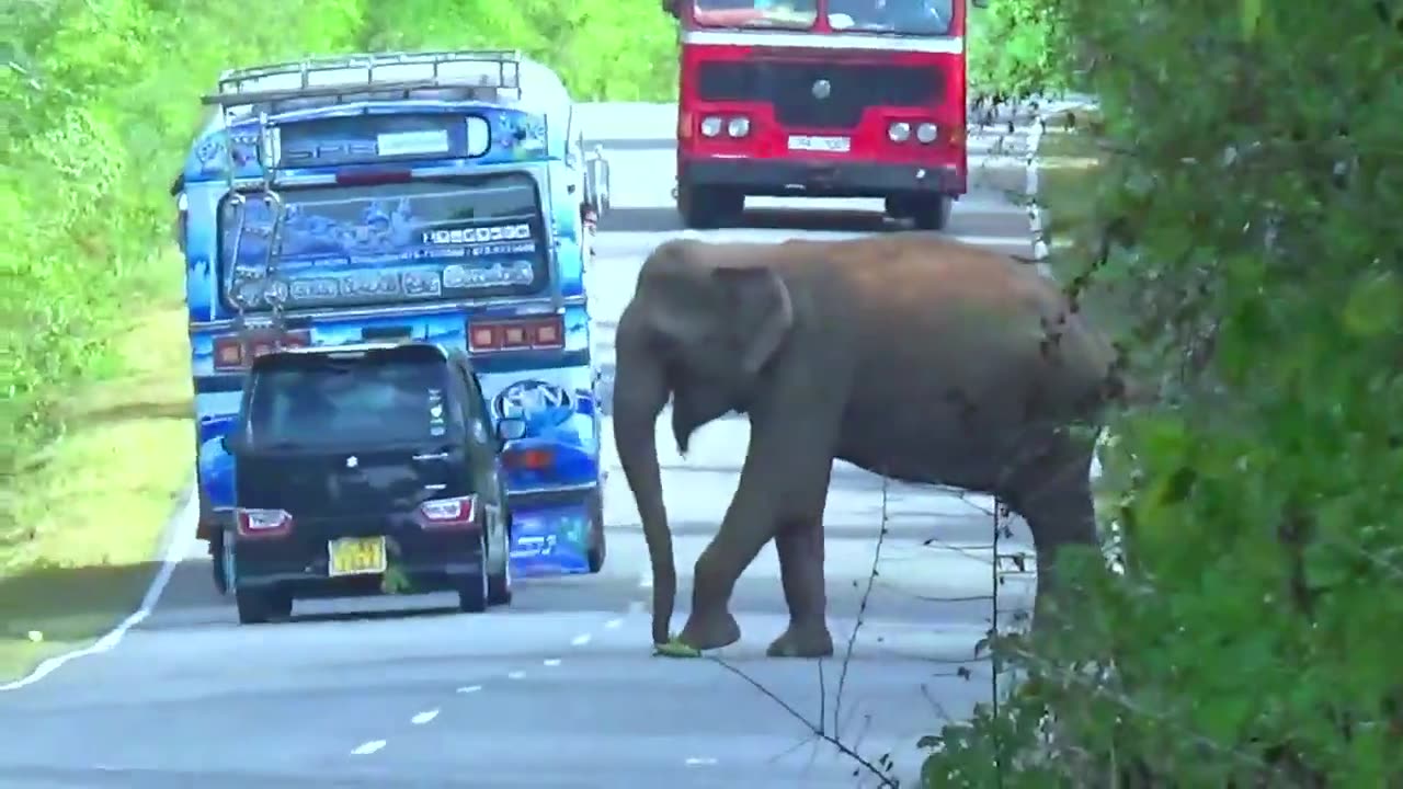Mesmerizing Wildlife - Feeding Wild Elephants To The Van Passenger In Fear.