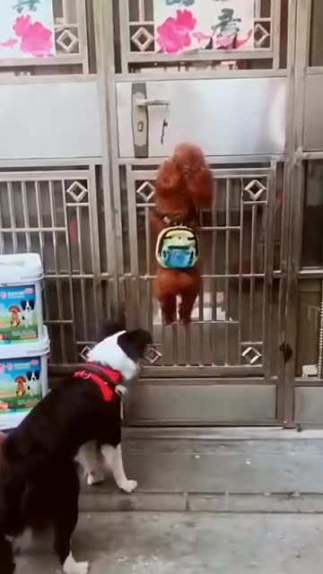 Funny Animal Videos #FunnyVideos2025 Part 5