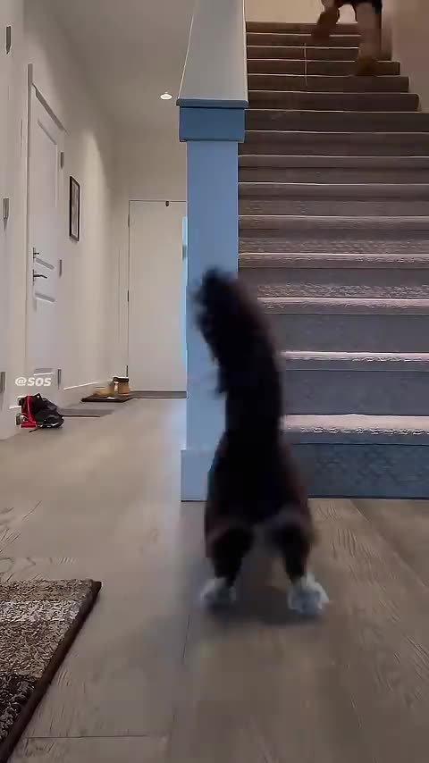 Funny Cats 🙀🤣🙀