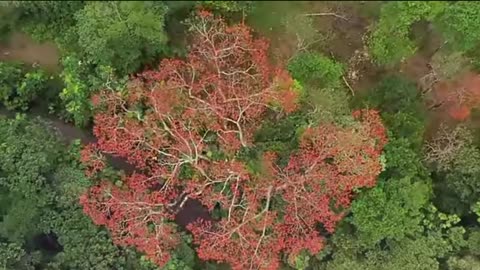 **"Amazon Rainforest: The Lungs of the Earth | Breathtaking Nature & Wildlife 4K"**