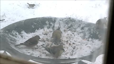 Winter Finch & Friends - Beautiful Winter Birds