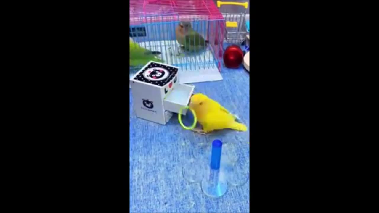 Funny animals - Funny cats / dogs - Funny animal videos 2025