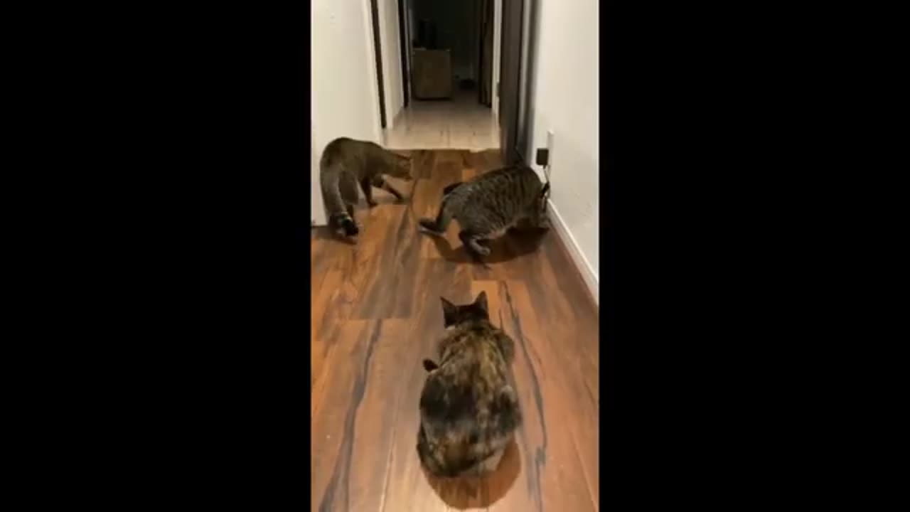 Funny animals - Funny cats / dogs - Funny animal videos