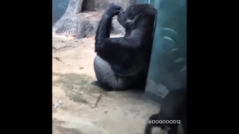 Funny BabyMonkey Moments