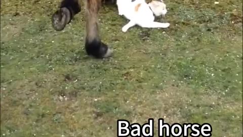 Funny cats and animals videos