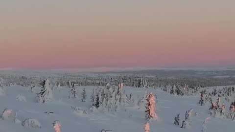 Tranquil Winter Serenity: Snow-Covered Tree Ambience