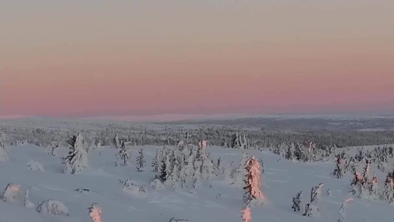 Tranquil Winter Serenity: Snow-Covered Tree Ambience